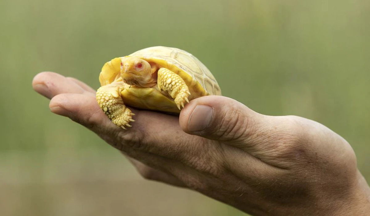 Rare albino Galapagos giant tortoise faces the world
